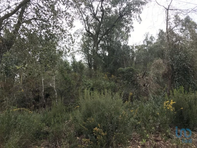 Terreno para Venda em Santiago e São Simão de Litém e Albergaria dos Doze Foto 6