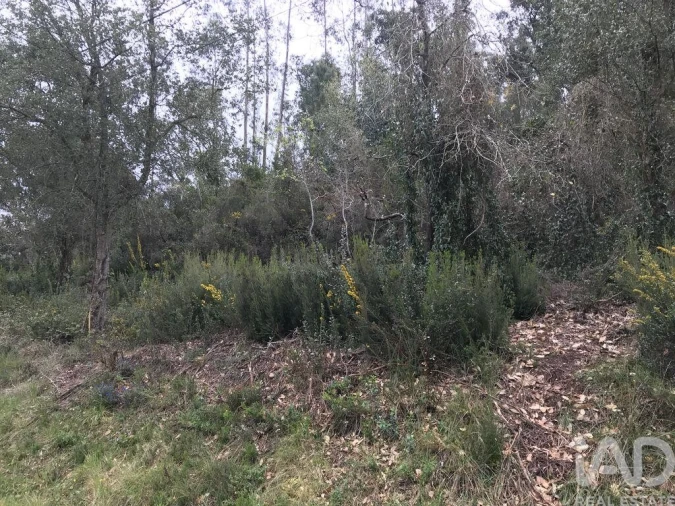 Terreno para Venda em Santiago e São Simão de Litém e Albergaria dos Doze Foto 21