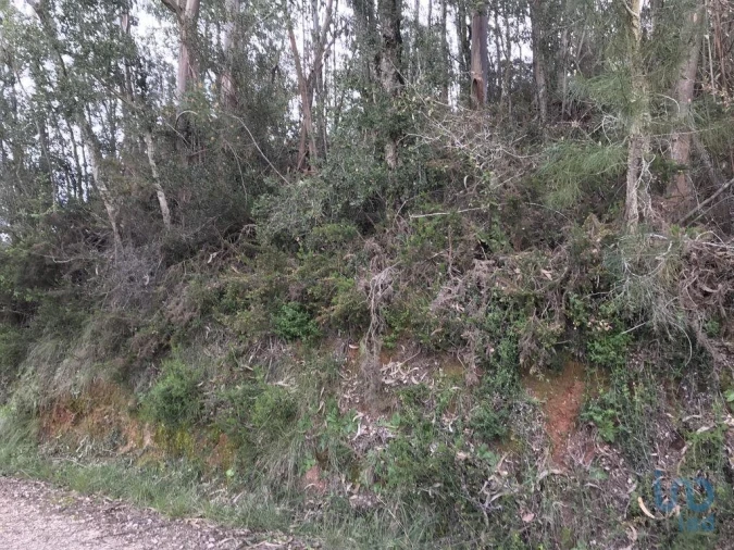 Terreno para Venda em Santiago e São Simão de Litém e Albergaria dos Doze Foto 7