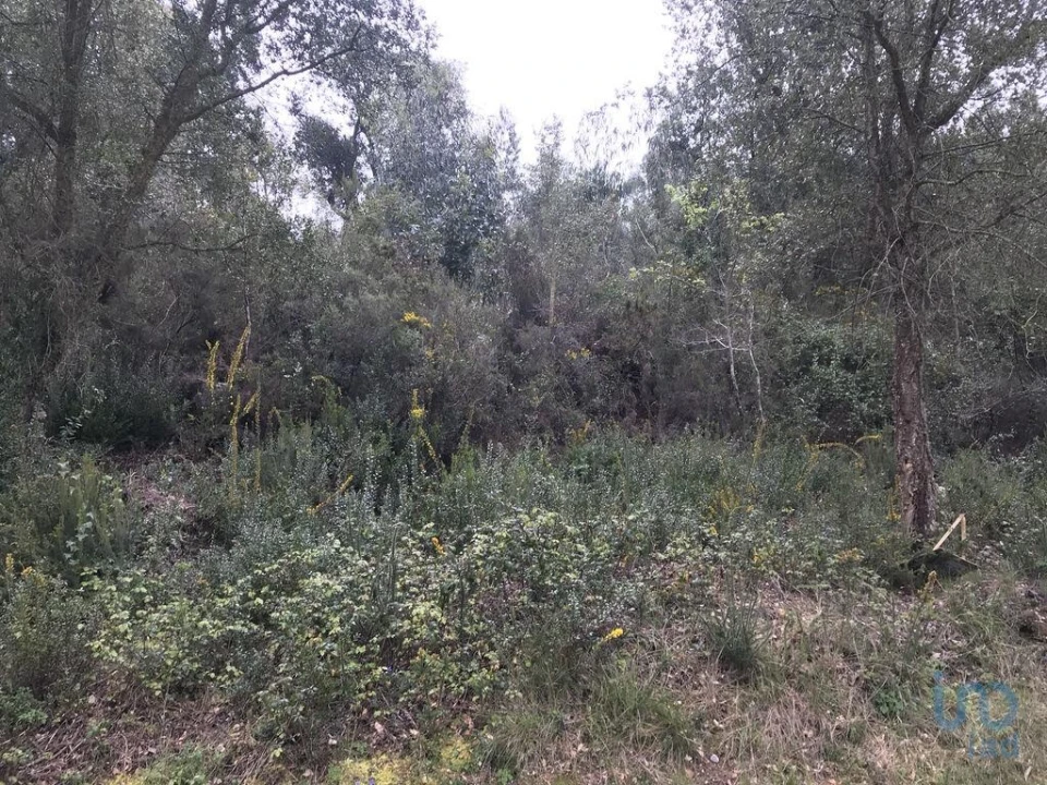 Terreno para Venda em Santiago e São Simão de Litém e Albergaria dos Doze Foto 12