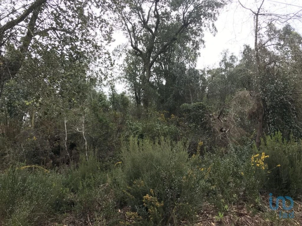 Terreno para Venda em Santiago e São Simão de Litém e Albergaria dos Doze Foto 6