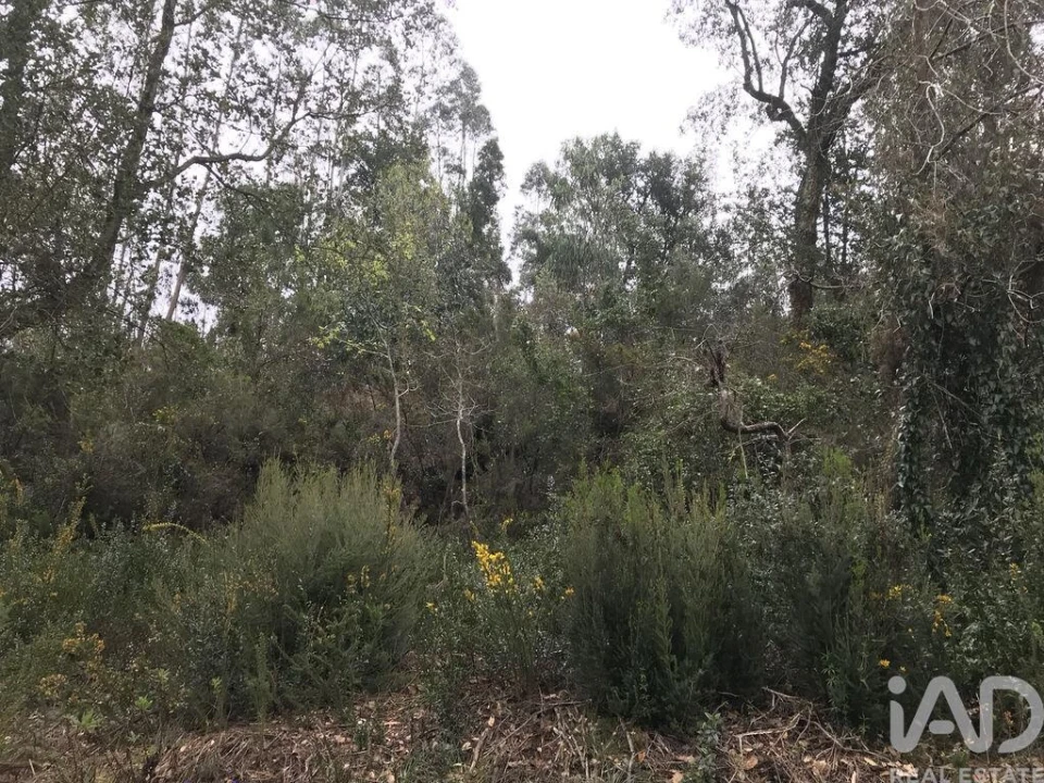 Terreno para Venda em Santiago e São Simão de Litém e Albergaria dos Doze Foto 22