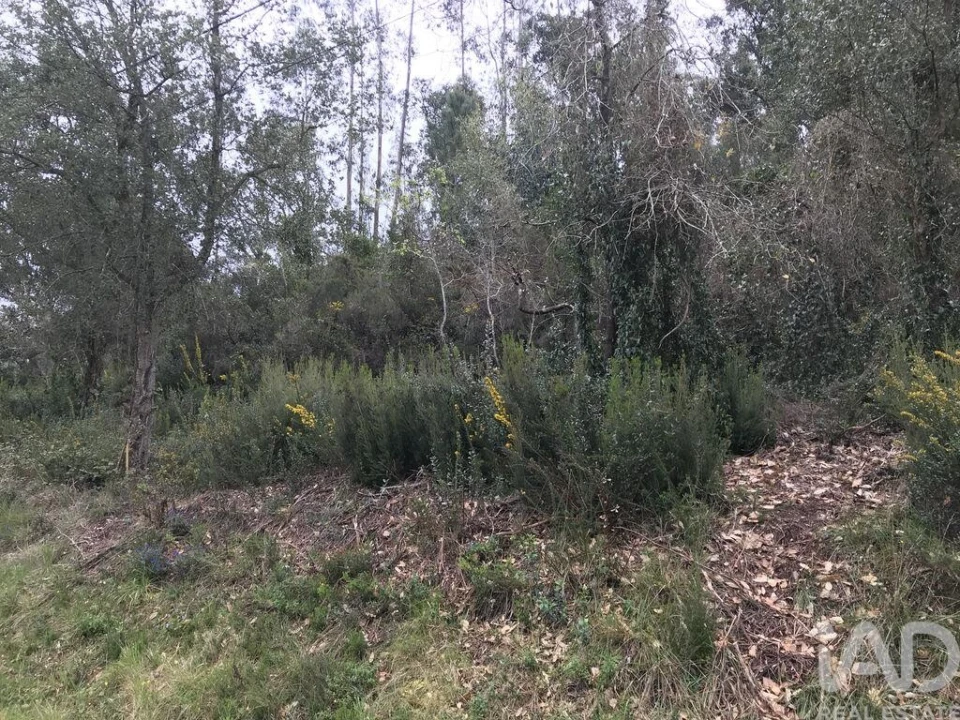 Terreno para Venda em Santiago e São Simão de Litém e Albergaria dos Doze Foto 21