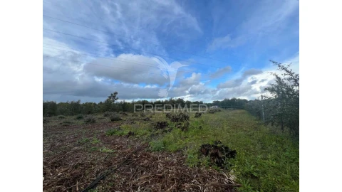 Terreno para Venda em Palmela