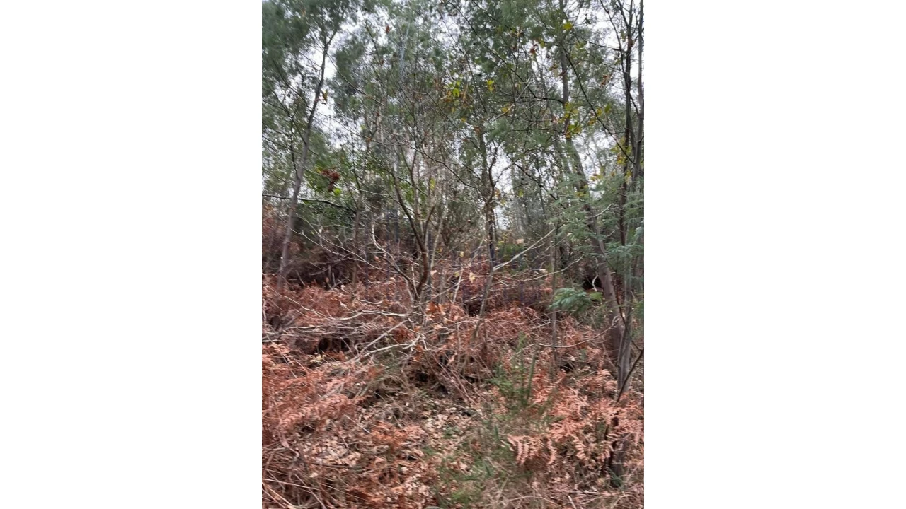 Terreno para Venda em Santa Cruz do Douro e São Tomé de Covelas Foto 6