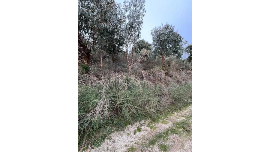 Terreno para Venda em Santa Cruz do Douro e São Tomé de Covelas Foto 4