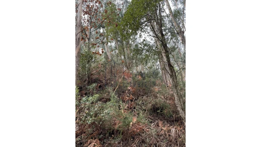 Terreno para Venda em Santa Cruz do Douro e São Tomé de Covelas Foto 5