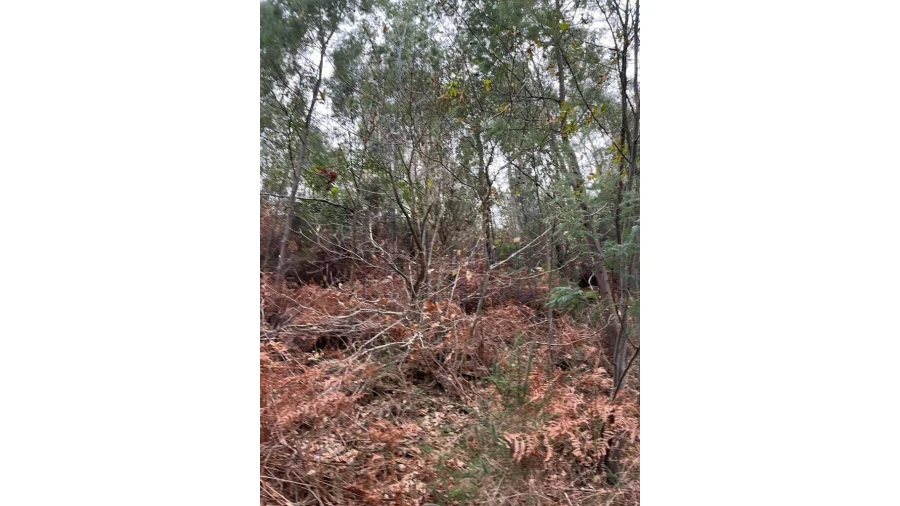 Terreno para Venda em Santa Cruz do Douro e São Tomé de Covelas Foto 6