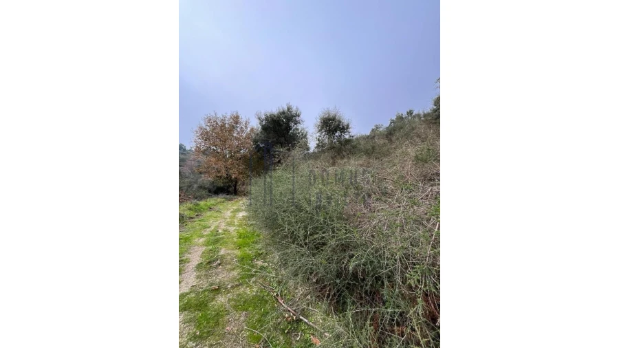Terreno para Venda em Santa Cruz do Douro e São Tomé de Covelas Foto 3