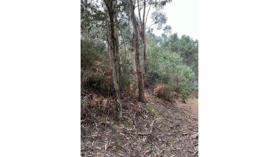 Terreno para Venda em Santa Cruz do Douro e São Tomé de Covelas Foto 8
