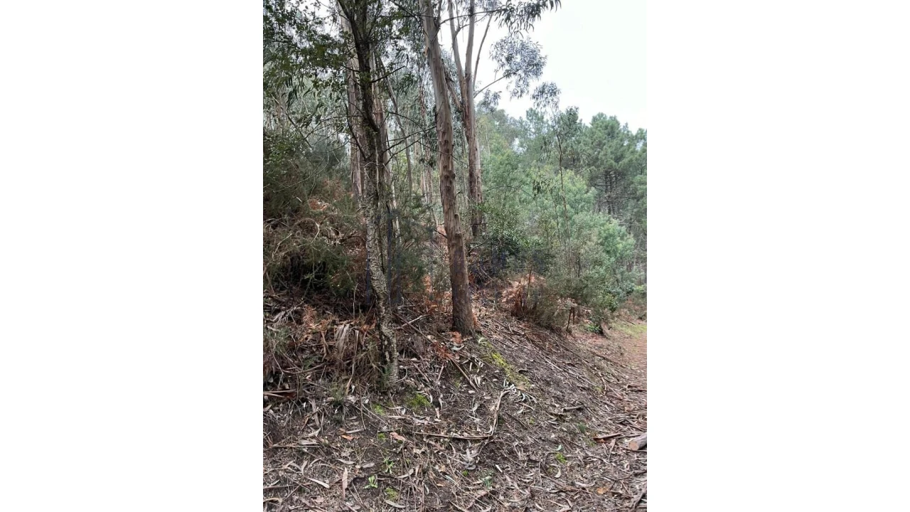 Terreno para Venda em Santa Cruz do Douro e São Tomé de Covelas Foto 8