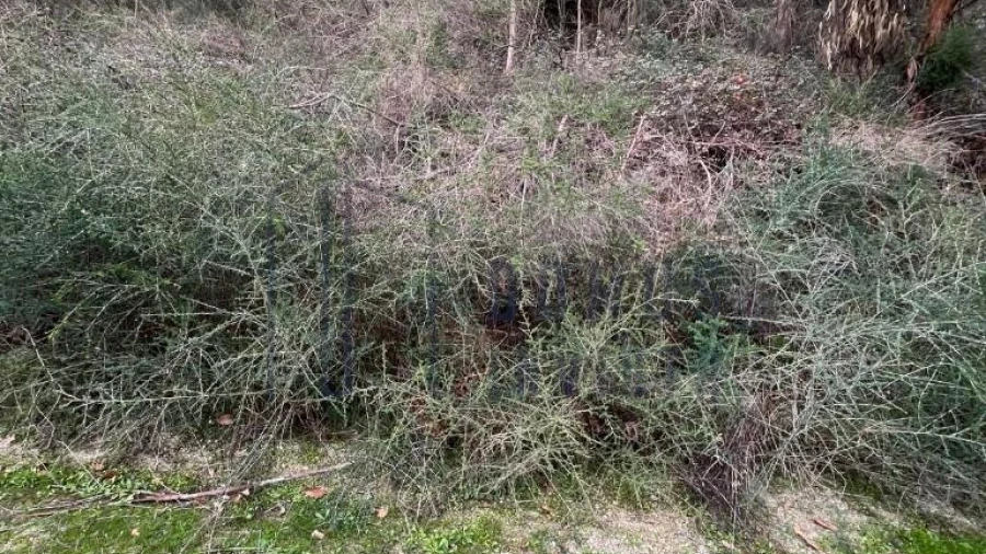 Terreno para Venda em Santa Cruz do Douro e São Tomé de Covelas
