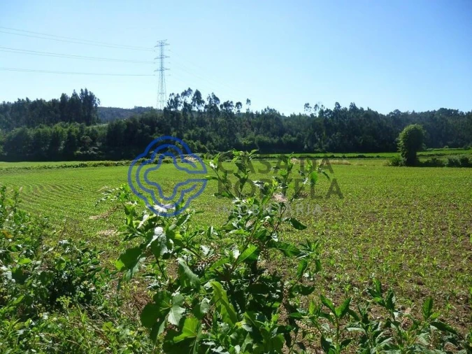 Terreno para Venda em Campo e Sobrado
