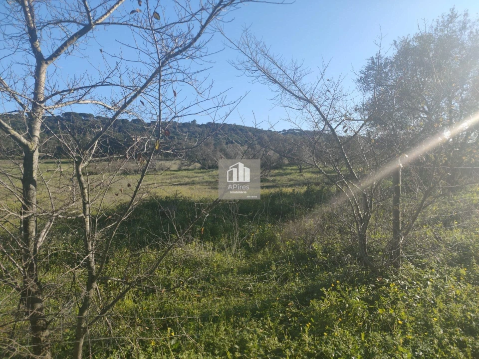 Terreno para Venda em Azeitão (São Lourenço e São Simão) Foto 3