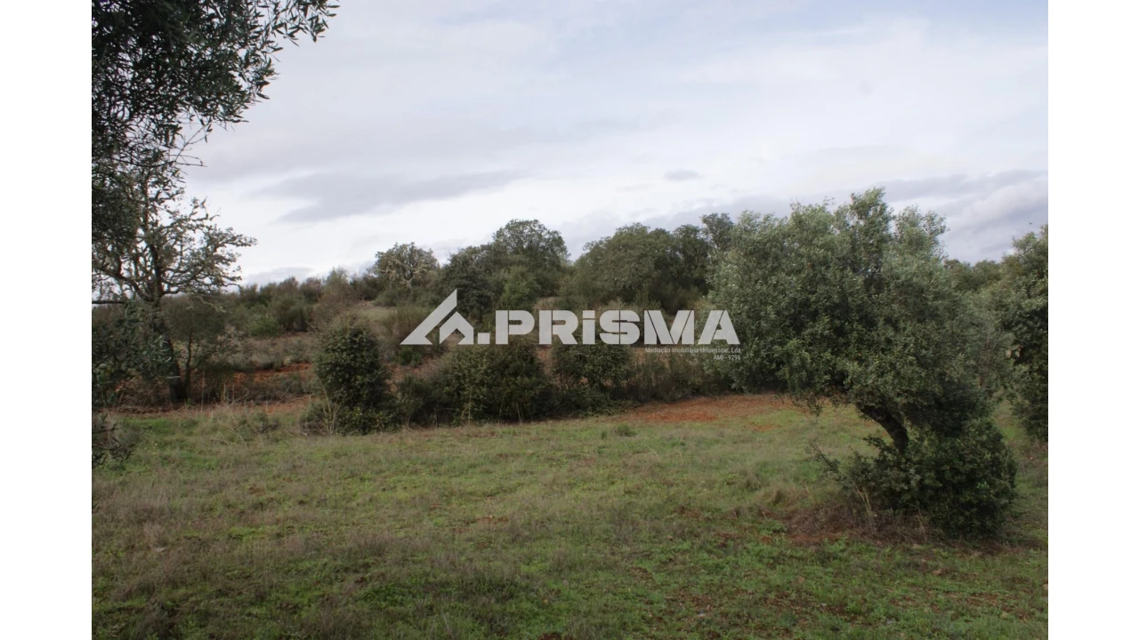 Terreno para Venda em Penamacor Foto 4