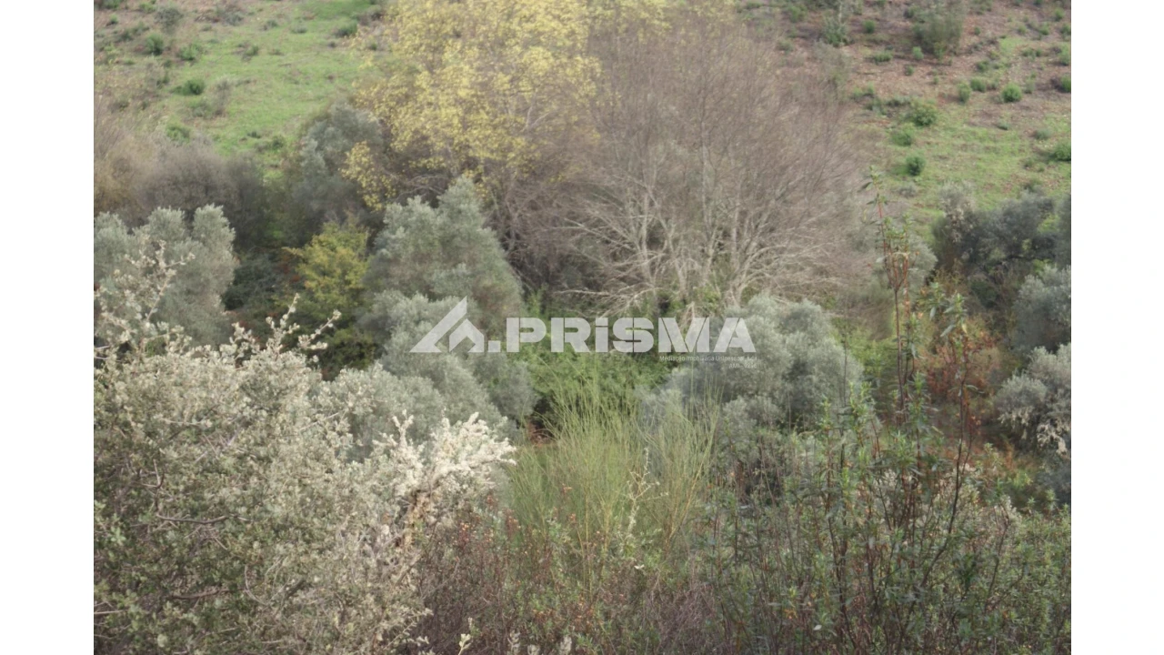 Terreno para Venda em Penamacor Foto 5