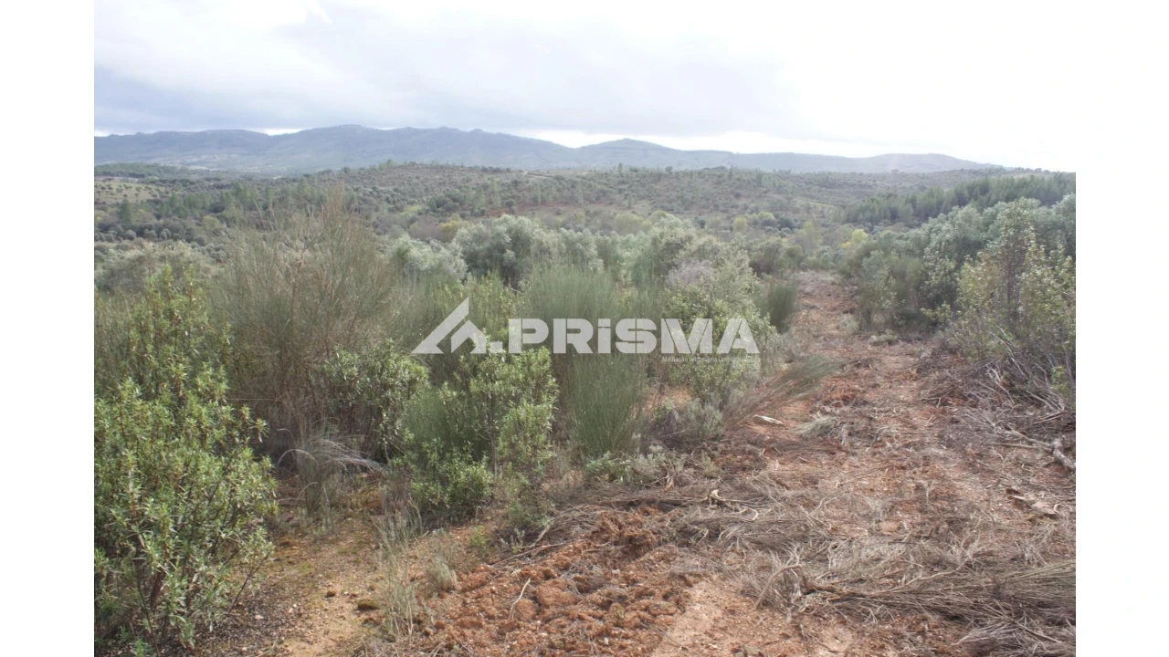 Terreno para Venda em Penamacor Foto 14