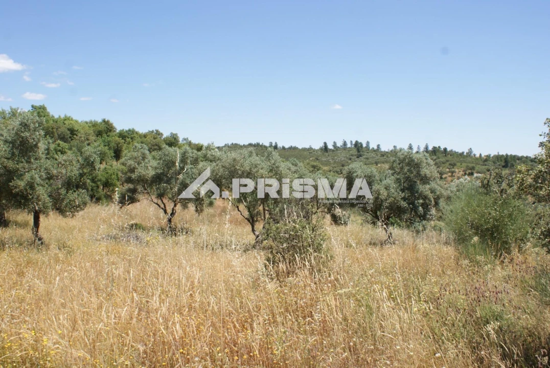 Terreno para Venda em Penamacor Foto 18