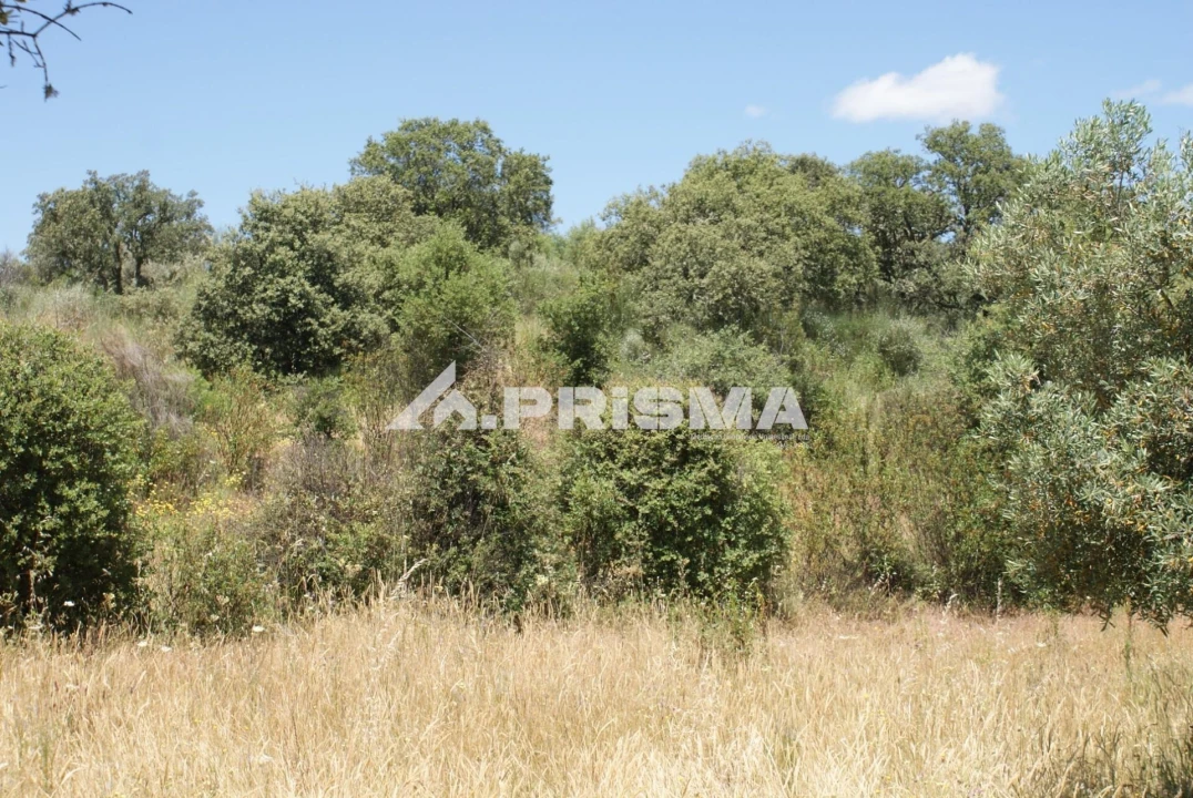 Terreno para Venda em Penamacor Foto 17