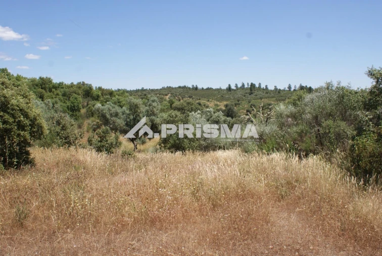 Terreno para Venda em Penamacor Foto 16