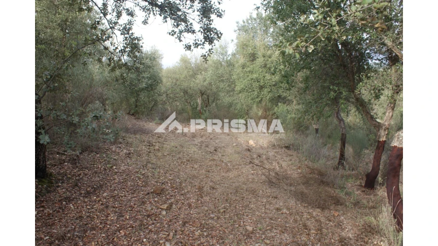 Terreno para Venda em Penamacor Foto 9