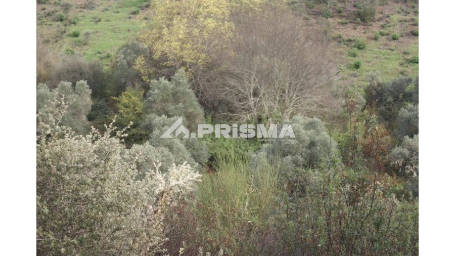 Terreno para Venda em Penamacor Foto 5