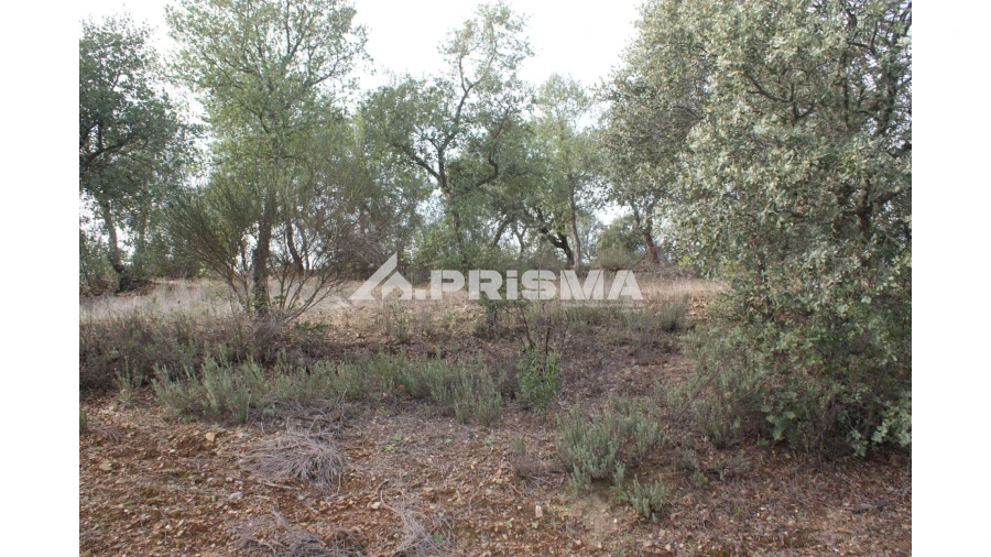 Terreno para Venda em Penamacor Foto 8