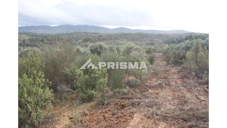 Terreno para Venda em Penamacor Foto 14