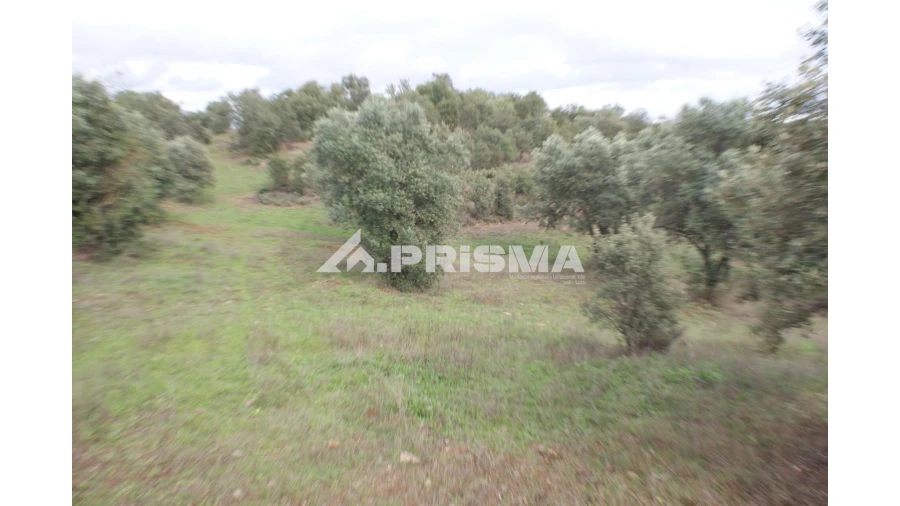 Terreno para Venda em Penamacor Foto 2