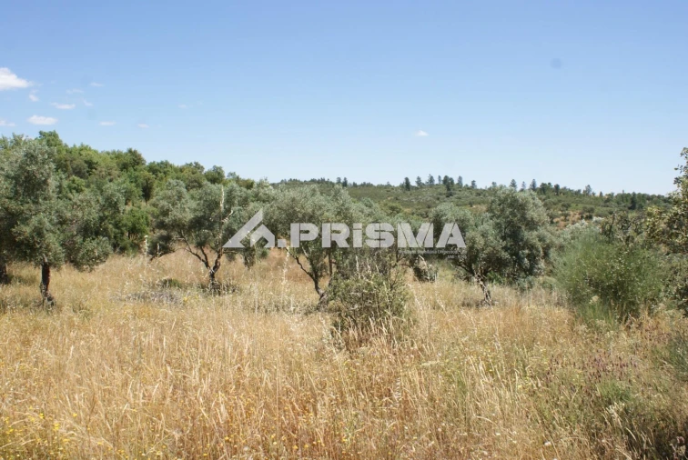Terreno para Venda em Penamacor Foto 18