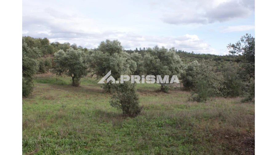 Terreno para Venda em Penamacor Foto 3