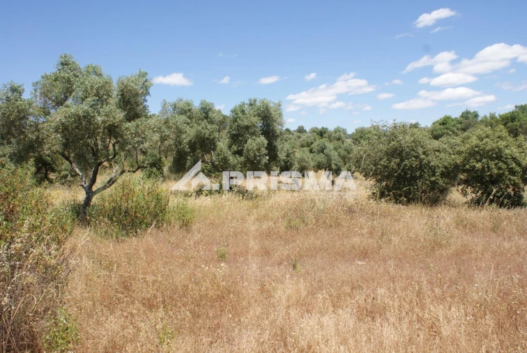 Terreno para Venda em Penamacor Foto 15