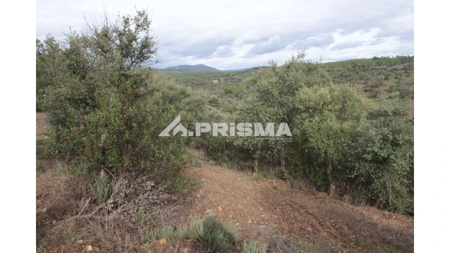 Terreno para Venda em Penamacor Foto 7