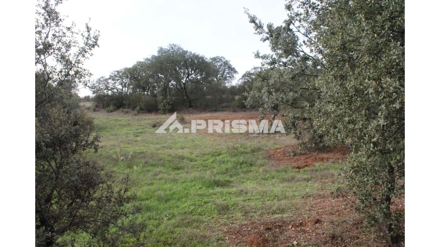Terreno para Venda em Penamacor Foto 12