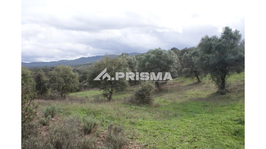 Terreno para Venda em Penamacor Foto 13