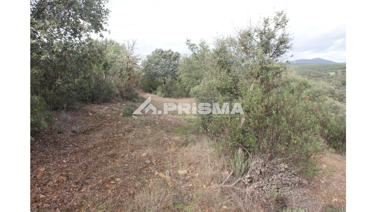 Terreno para Venda em Penamacor Foto 6