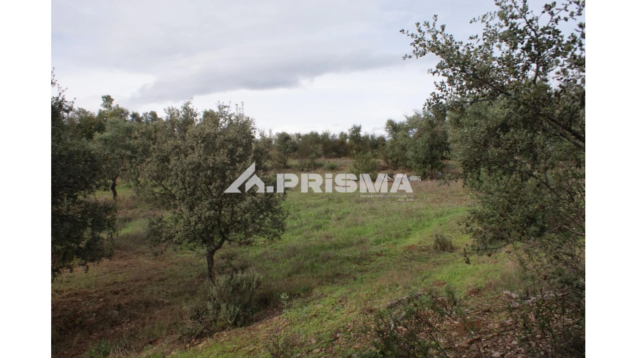Terreno para Venda em Penamacor Foto 11