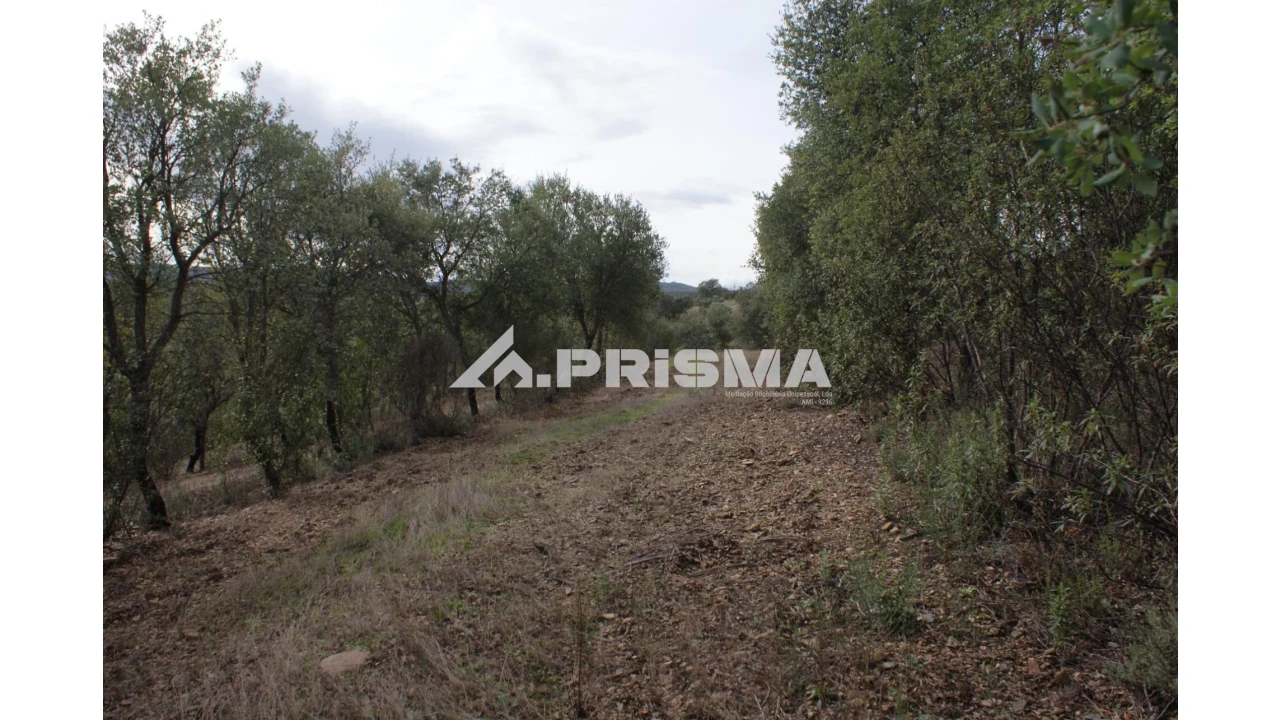 Terreno para Venda em Penamacor Foto 10