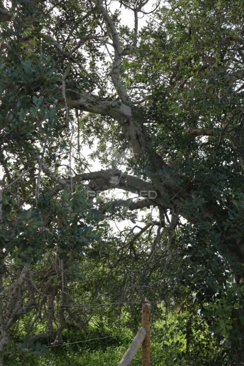 Terreno para Venda em Guia