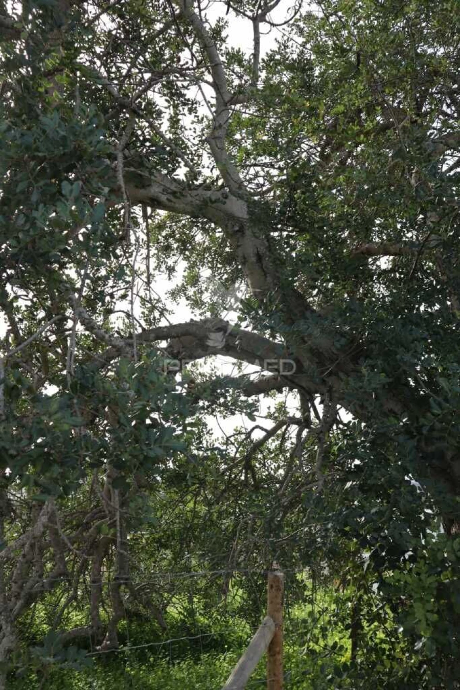 Terreno para Venda em Guia Foto 13
