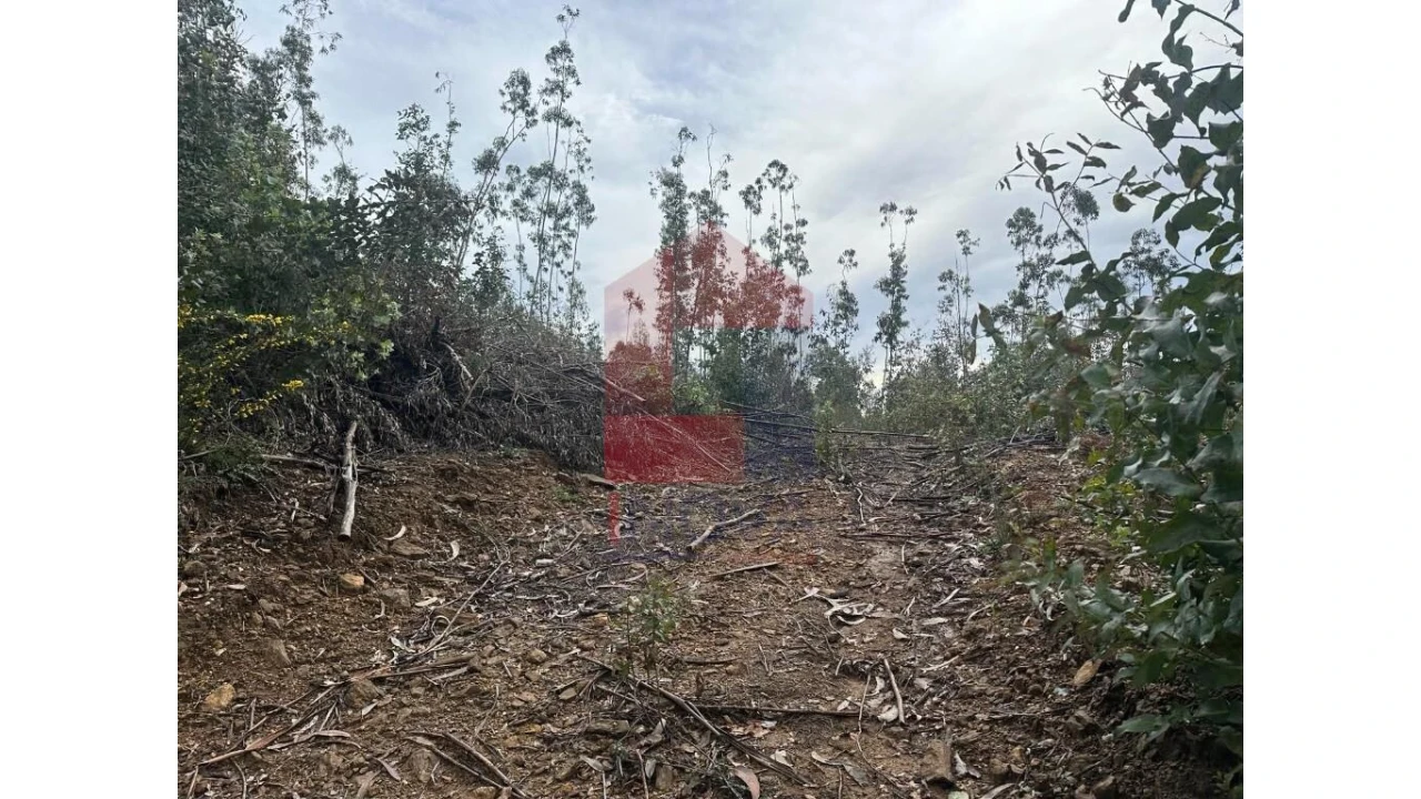 Terreno para Venda em Pico de Regalados, Gondiães e Mós Foto 3