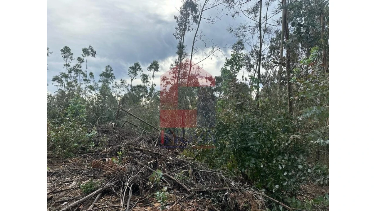 Terreno para Venda em Pico de Regalados, Gondiães e Mós Foto 5