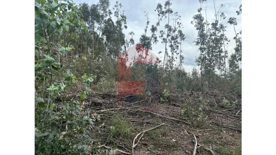 Terreno para Venda em Pico de Regalados, Gondiães e Mós Foto 10