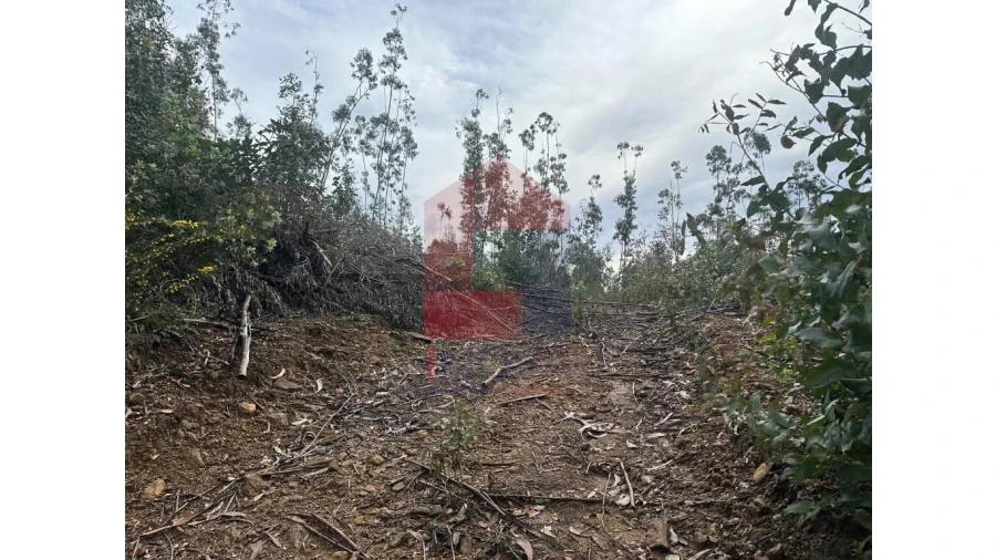 Terreno para Venda em Pico de Regalados, Gondiães e Mós Foto 3