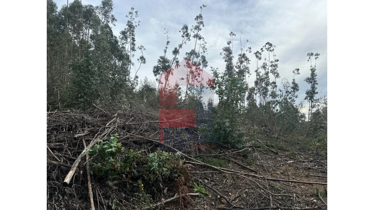 Terreno para Venda em Pico de Regalados, Gondiães e Mós Foto 4