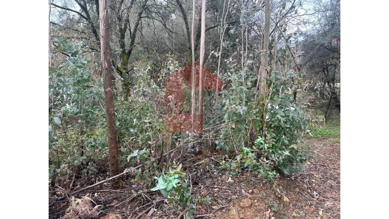 Terreno para Venda em Pico de Regalados, Gondiães e Mós Foto 9