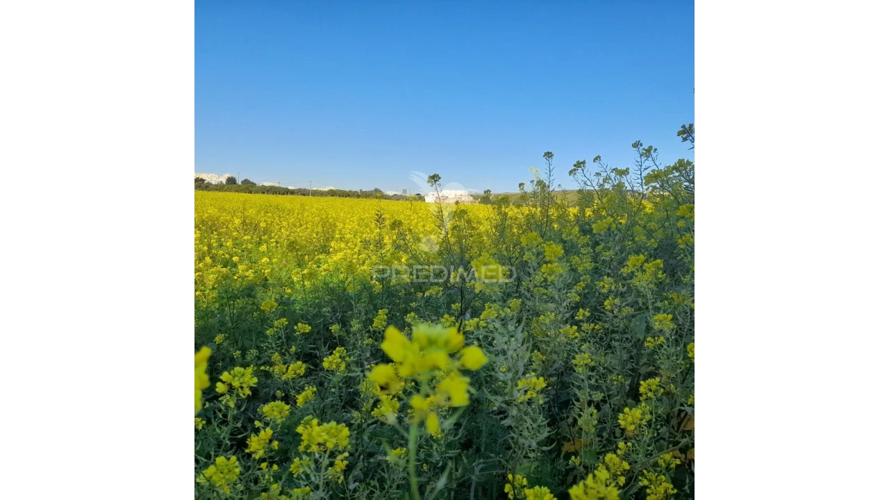 Terreno para Arrendamento em Faro (Sé e São Pedro) Foto 5
