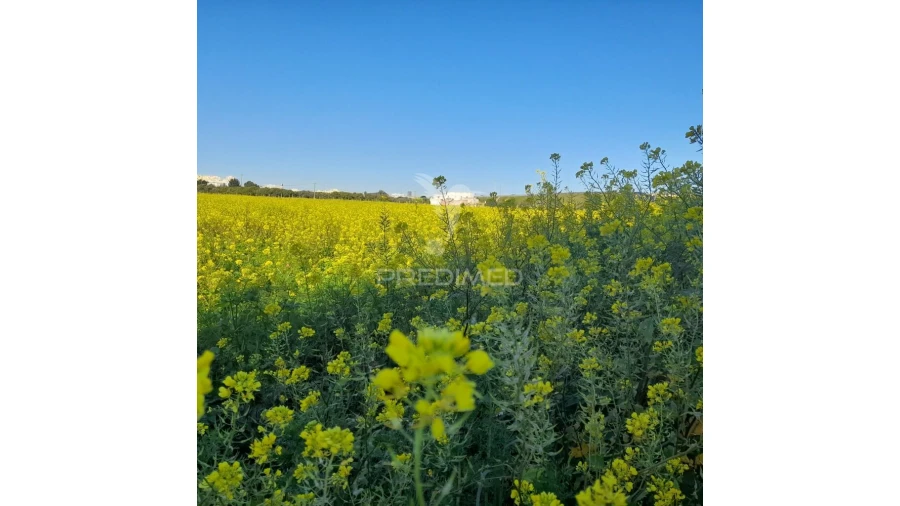 Terreno para Arrendamento em Faro (Sé e São Pedro) Foto 5