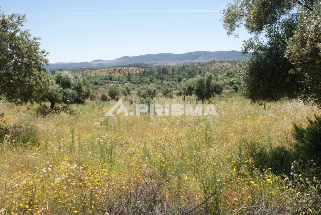 Terreno para Venda em Penamacor Foto 14