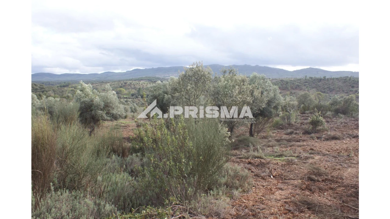 Terreno para Venda em Penamacor Foto 2
